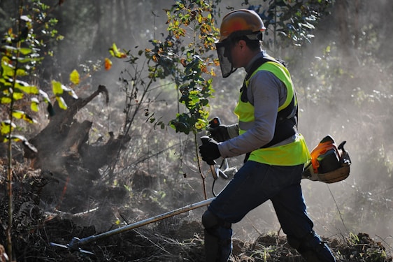 A skilled operator carefully maneuvering a tree removal machine amidst tall trees on a sunny day.