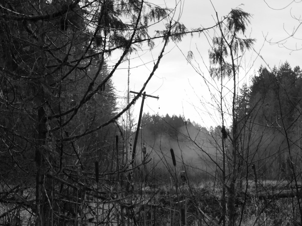 a black and white photo of a forest