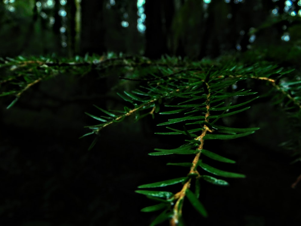 a close up of a tree branch in a forest