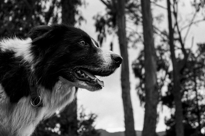 Border Collie