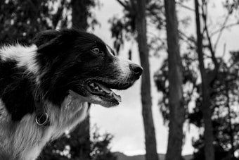A black and white photograph features a close-up side profile of a dog with a black and white coat, appearing alert and focused. The background includes tall trees and blurred foliage, adding depth to the scene.