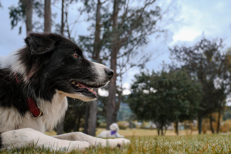 Best Dog Harnesses and Leashes: How to Choose the Right Dog Harness, No-Pull Harness, and Best Dog Leash
