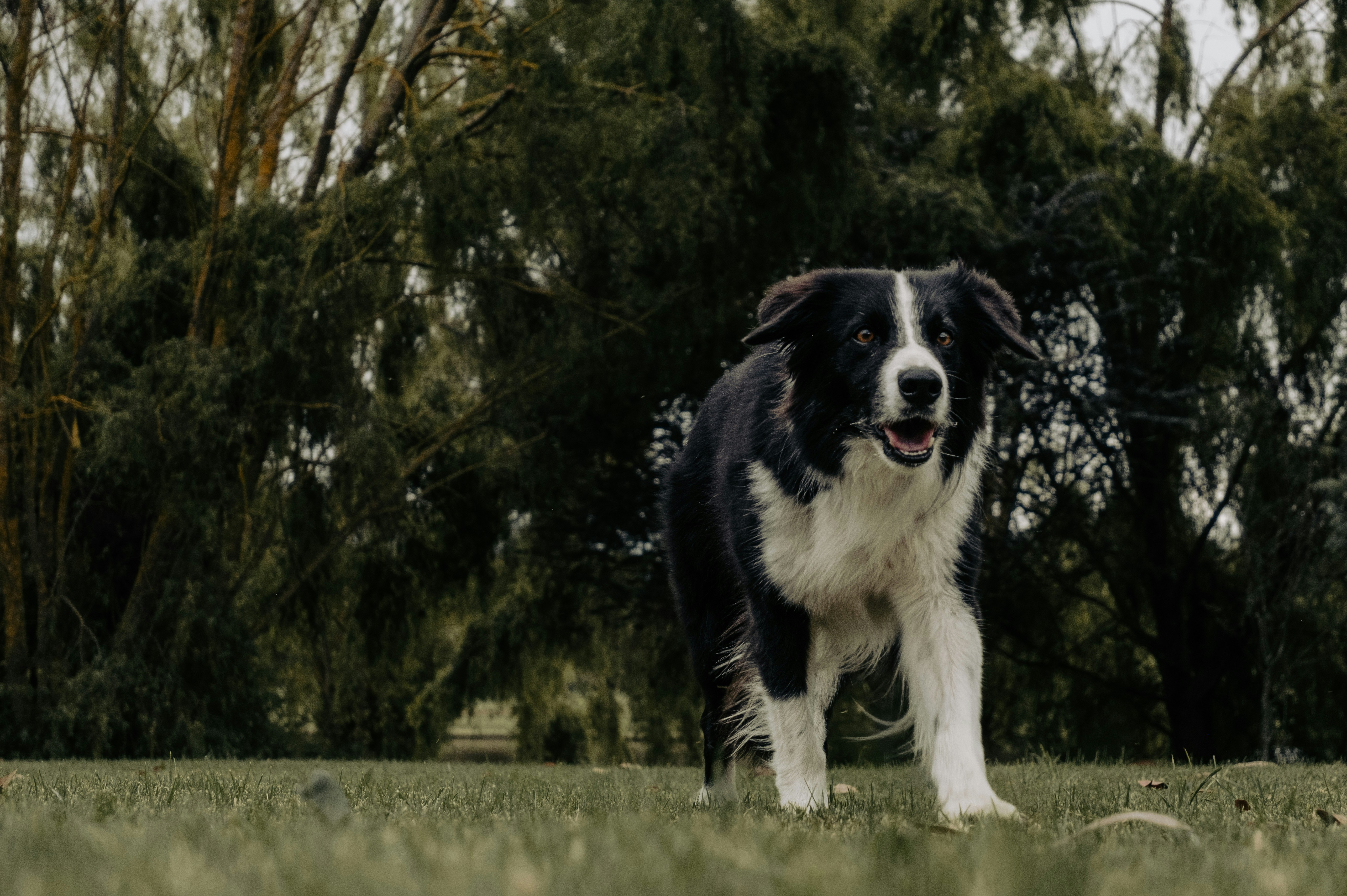 Border Collies: Brilliant but Overwhelming (image credits: unsplash)