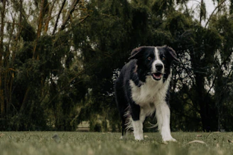 a black and white dog standing on top of a lush green field