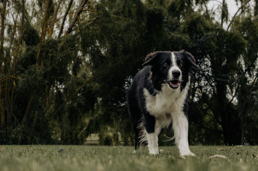 a black and white dog standing on top of a lush green field