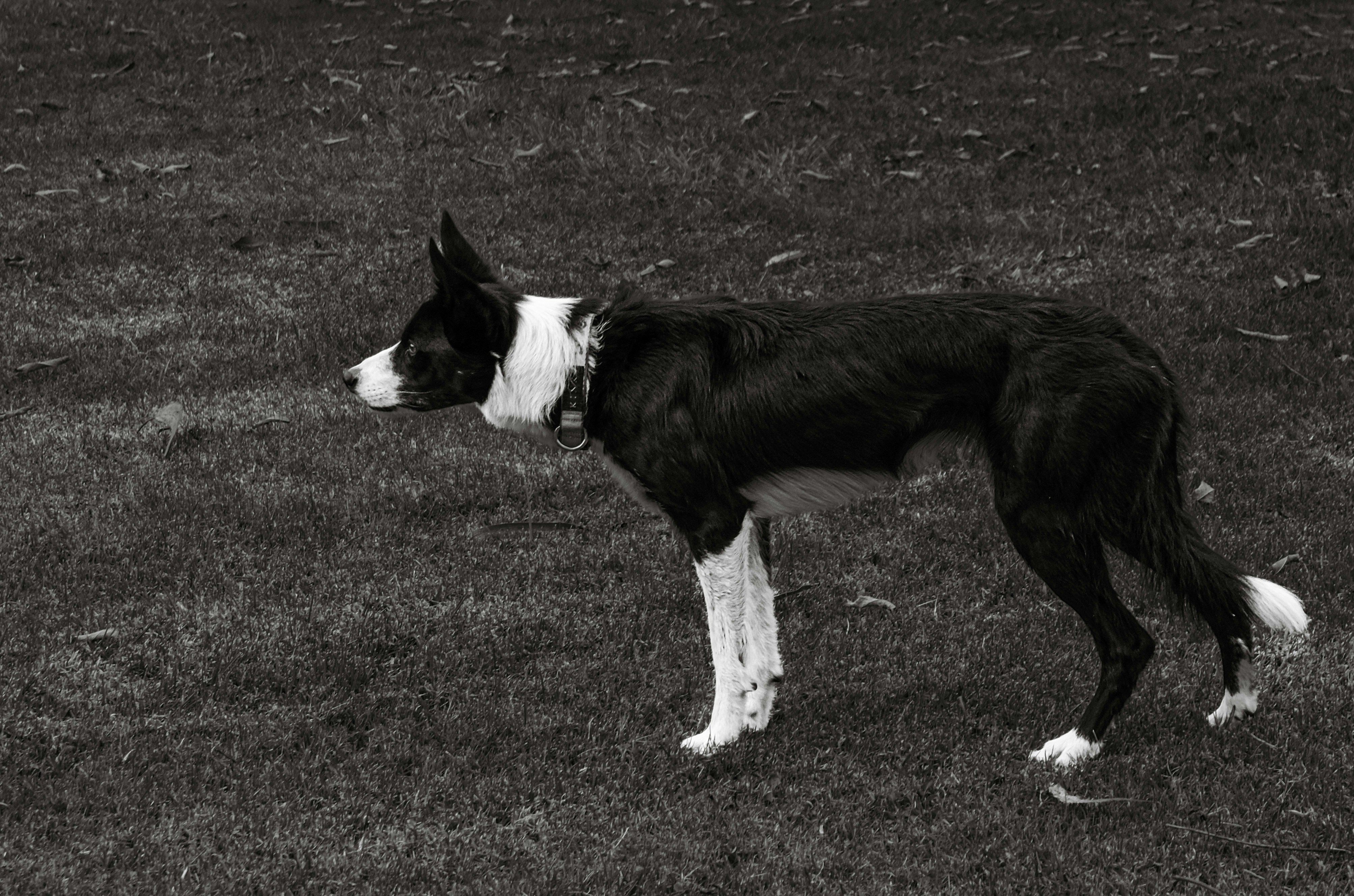 a black and white dog standing on top of a grass covered field