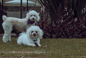 two small white dogs sitting in the grass