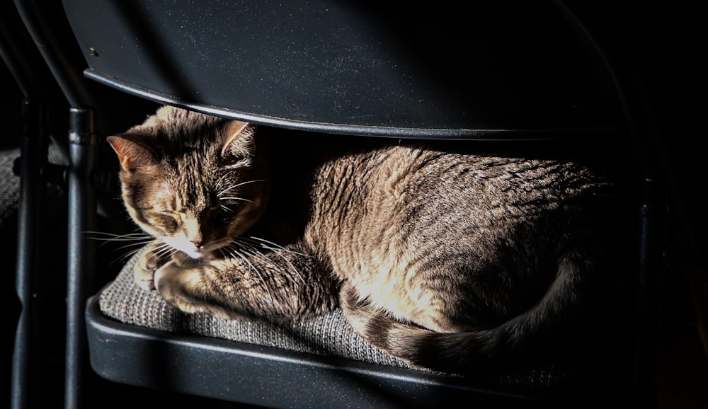 a cat sitting on top of a black chair