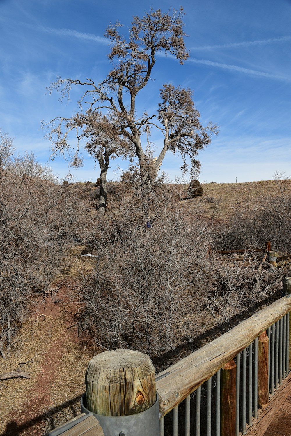 a tree in the middle of a dry field