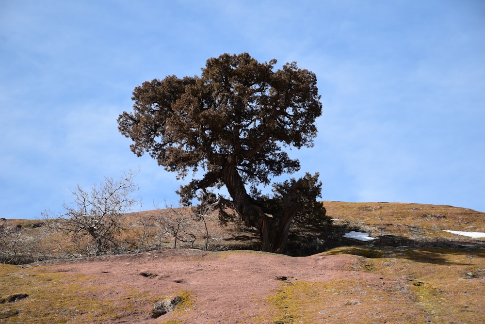 a tree on a hill with a blue sky in the background