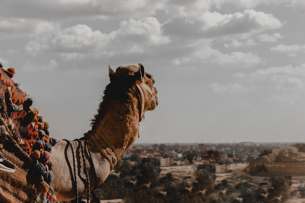 a camel standing on top of a roof with a sky background