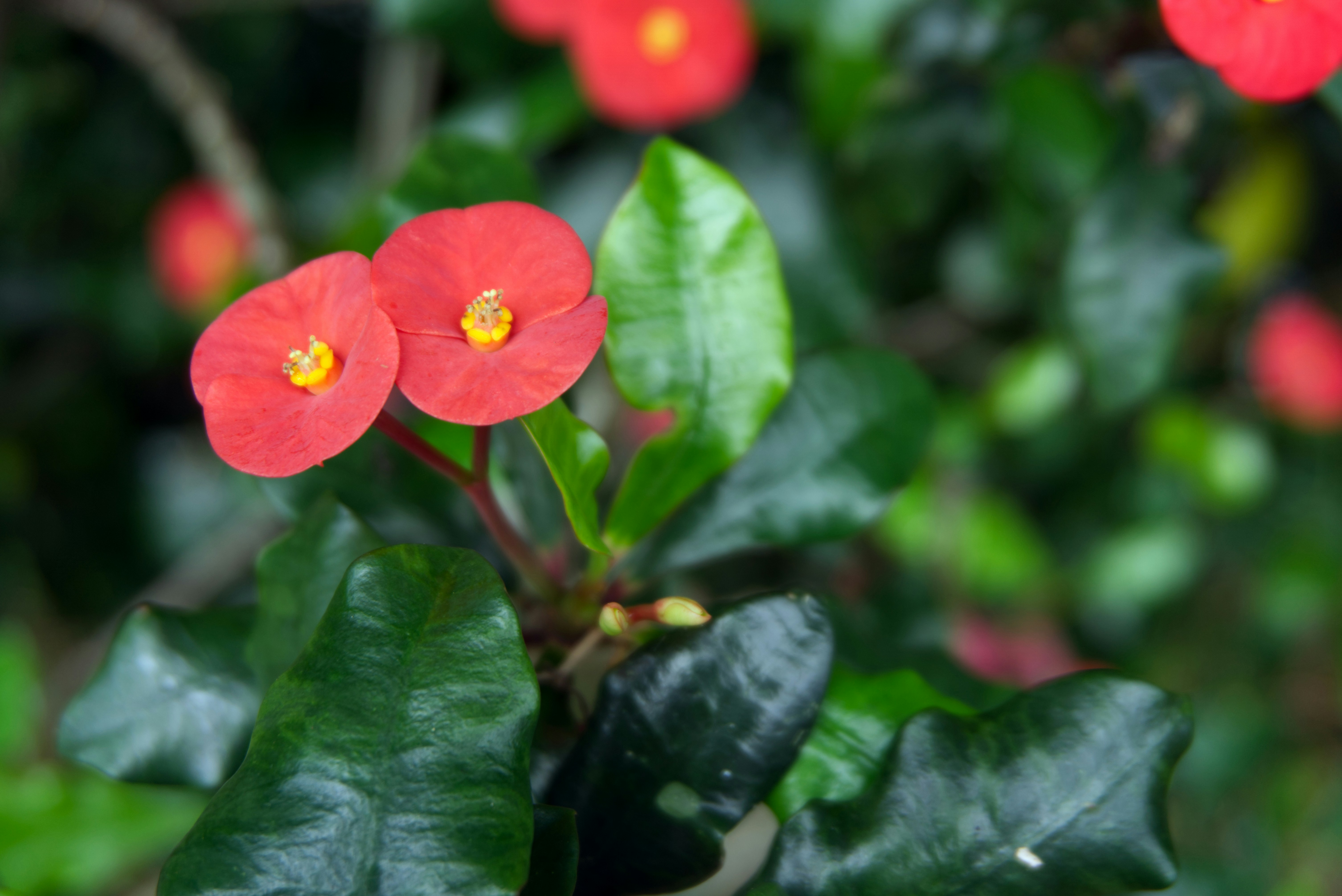 Photo by theminahdesigns