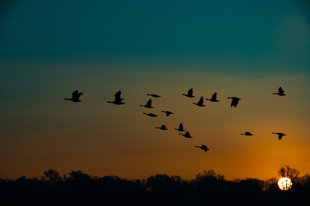 a flock of birds flying in the sky at sunset