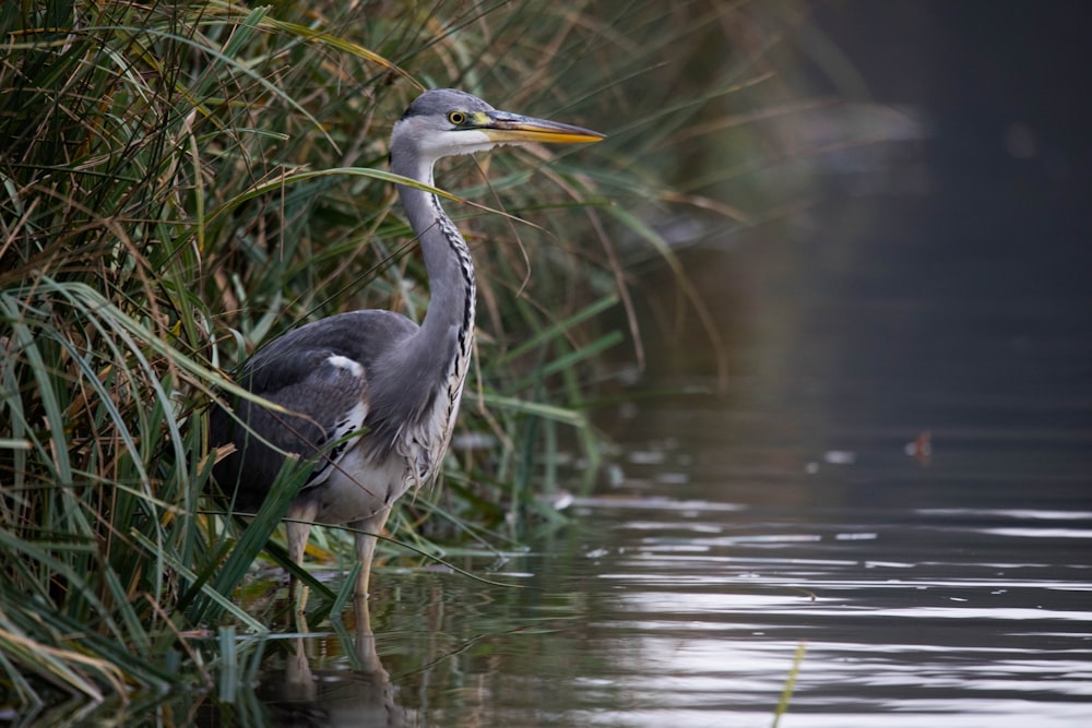 a bird standing in the water next to tall grass