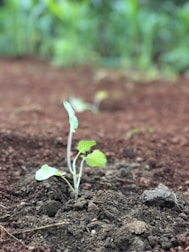 a young plant sprouts from the ground