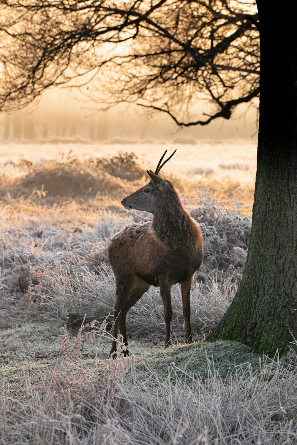 a deer standing next to a tree in a field