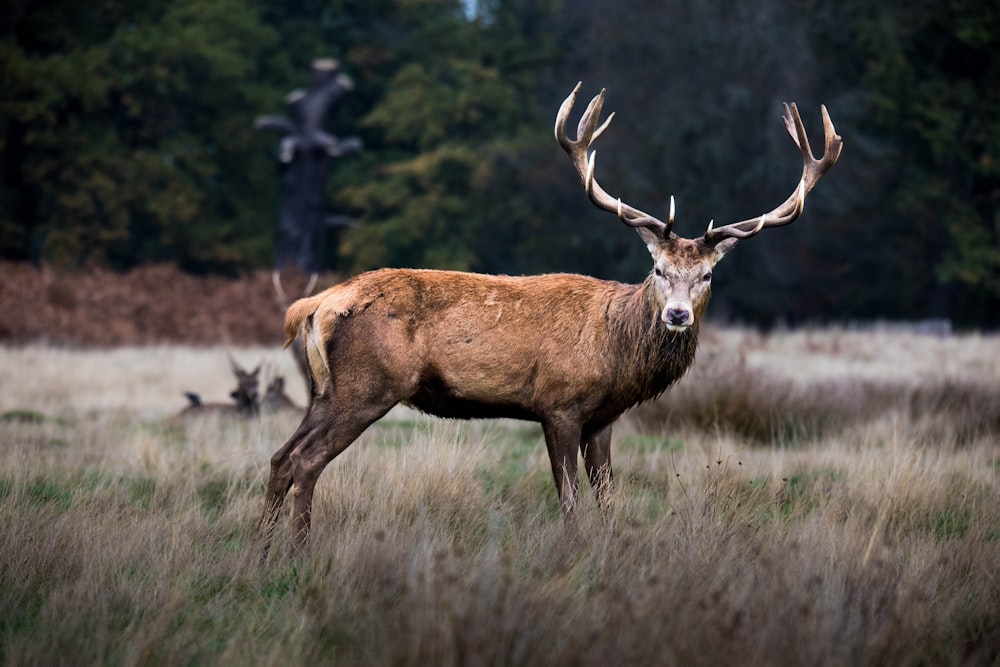 a deer standing in a field with a statue in the background