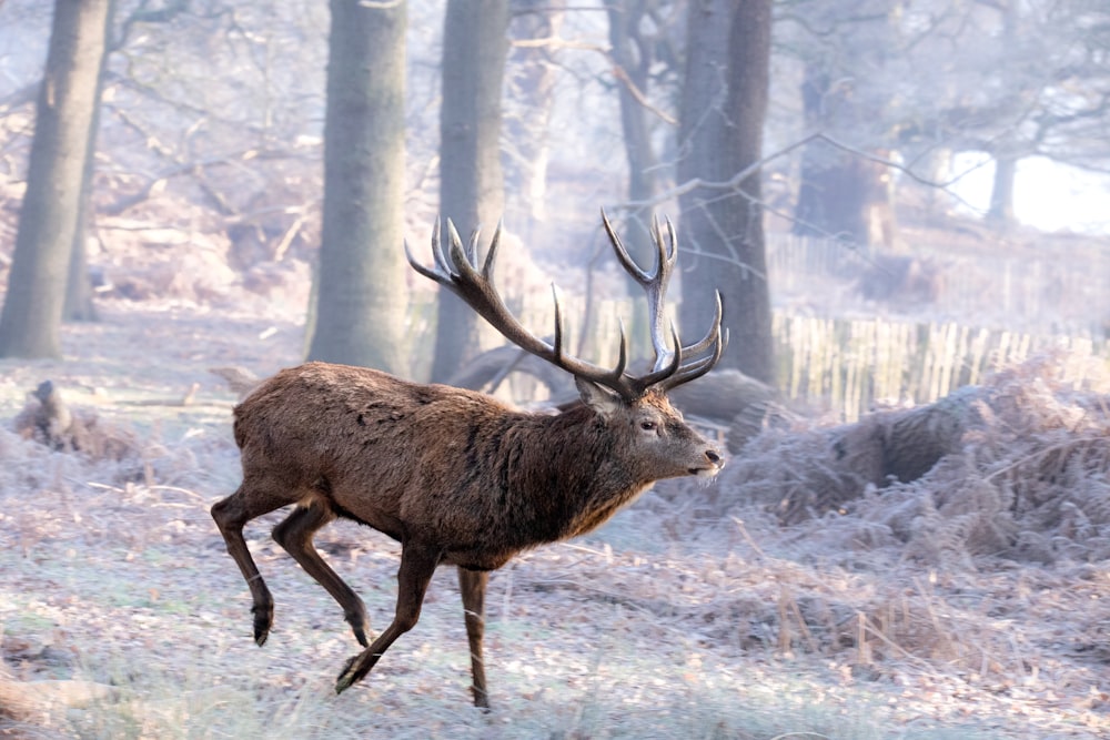 a deer running through a snowy forest