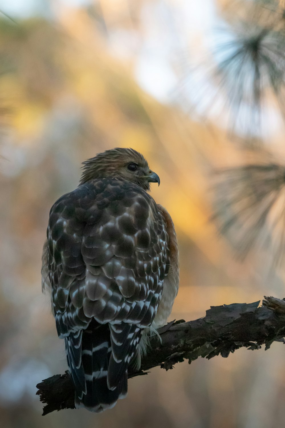 a bird sitting on a branch of a tree