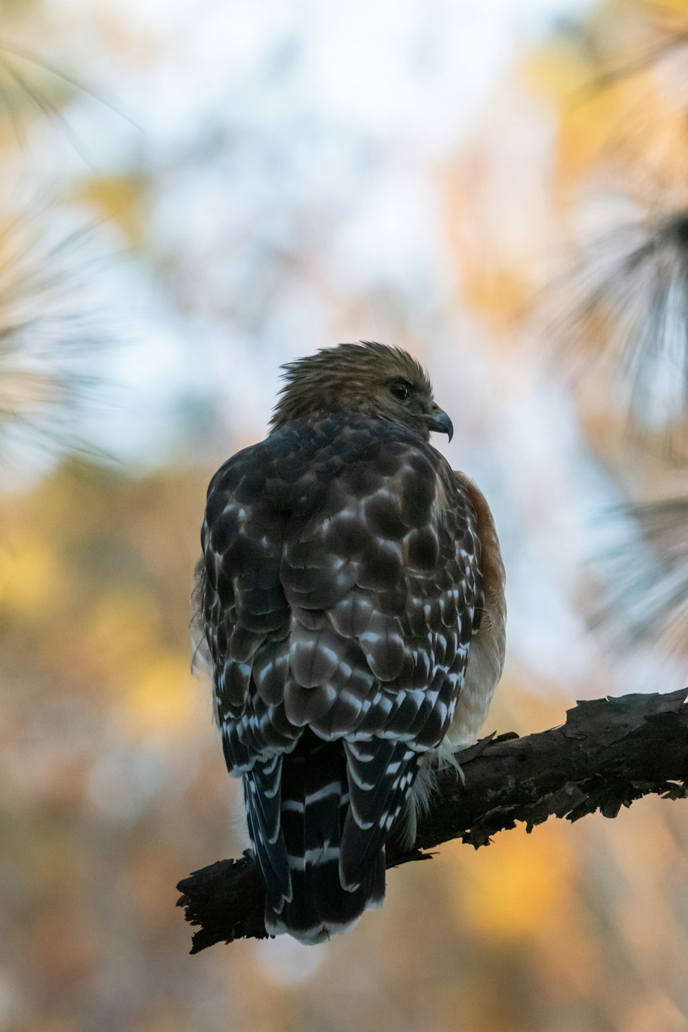 un uccello seduto su un ramo di un albero