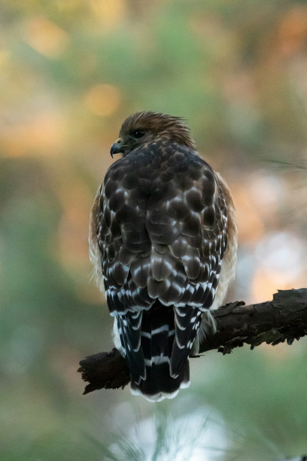 Un pájaro sentado en una rama en un árbol