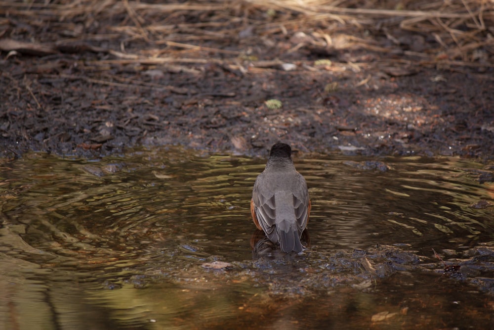 a bird is standing in a body of water