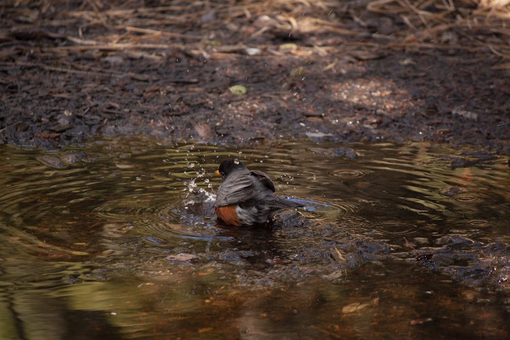 a bird is swimming in a pond of water