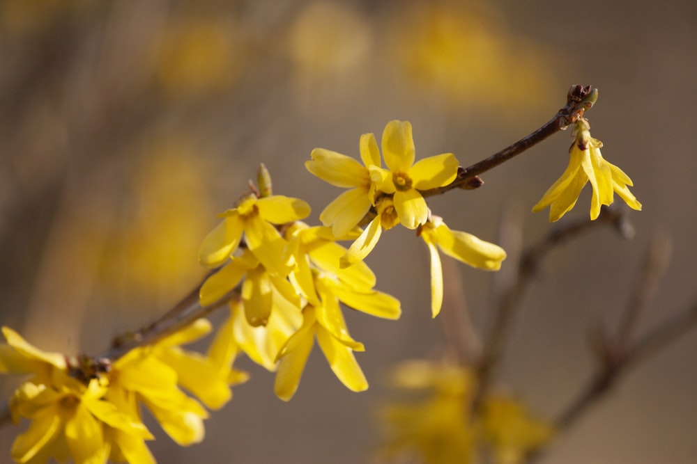 a close up of yellow flowers on a tree branch