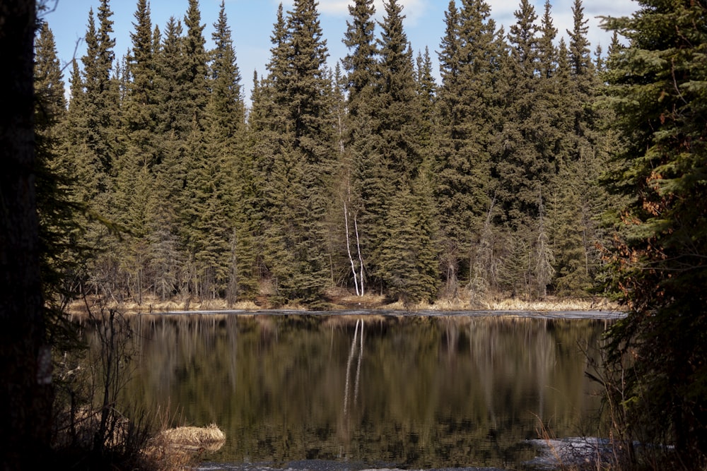 a body of water surrounded by tall pine trees