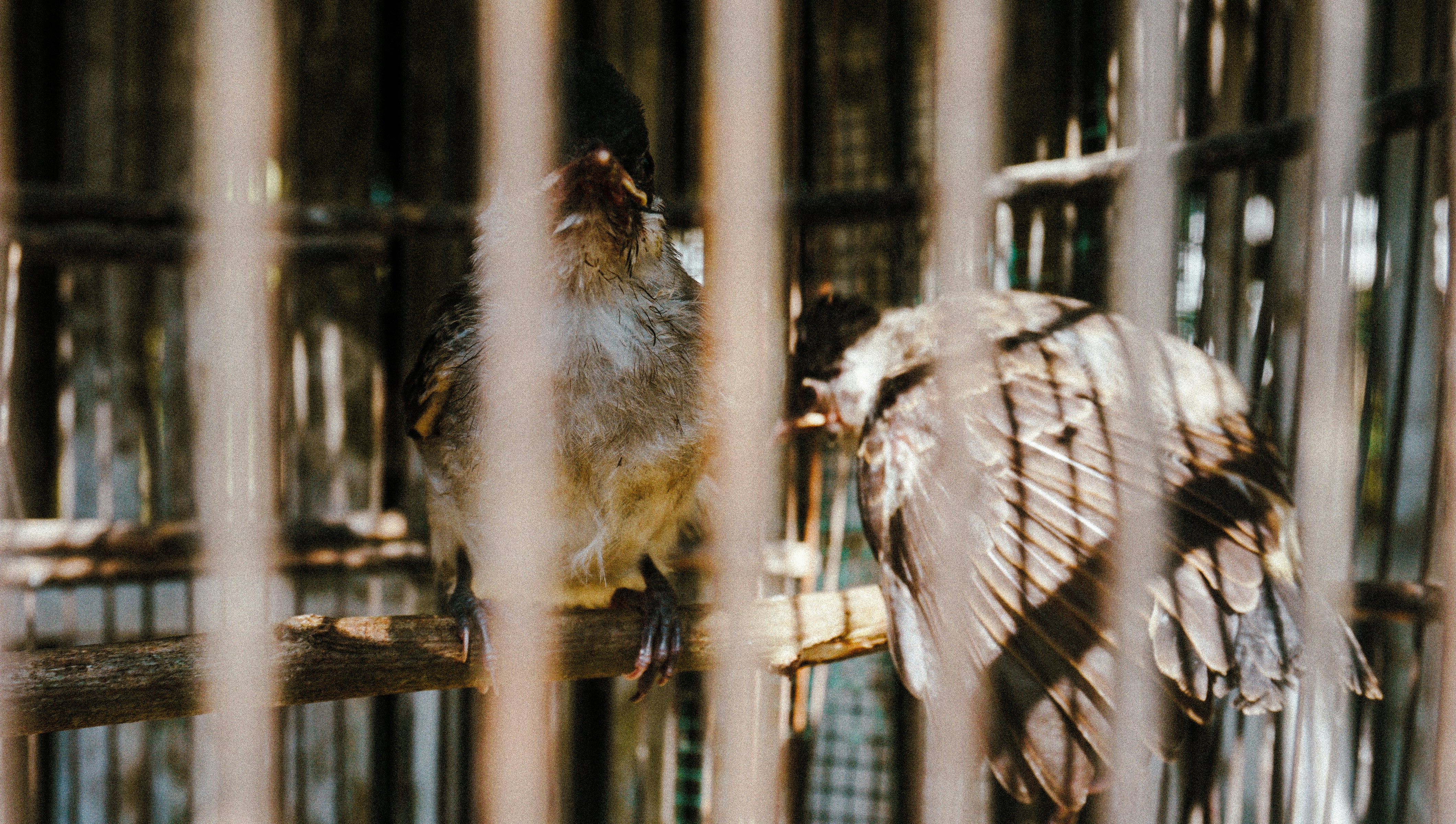木の枝の上に座っている数羽の鳥