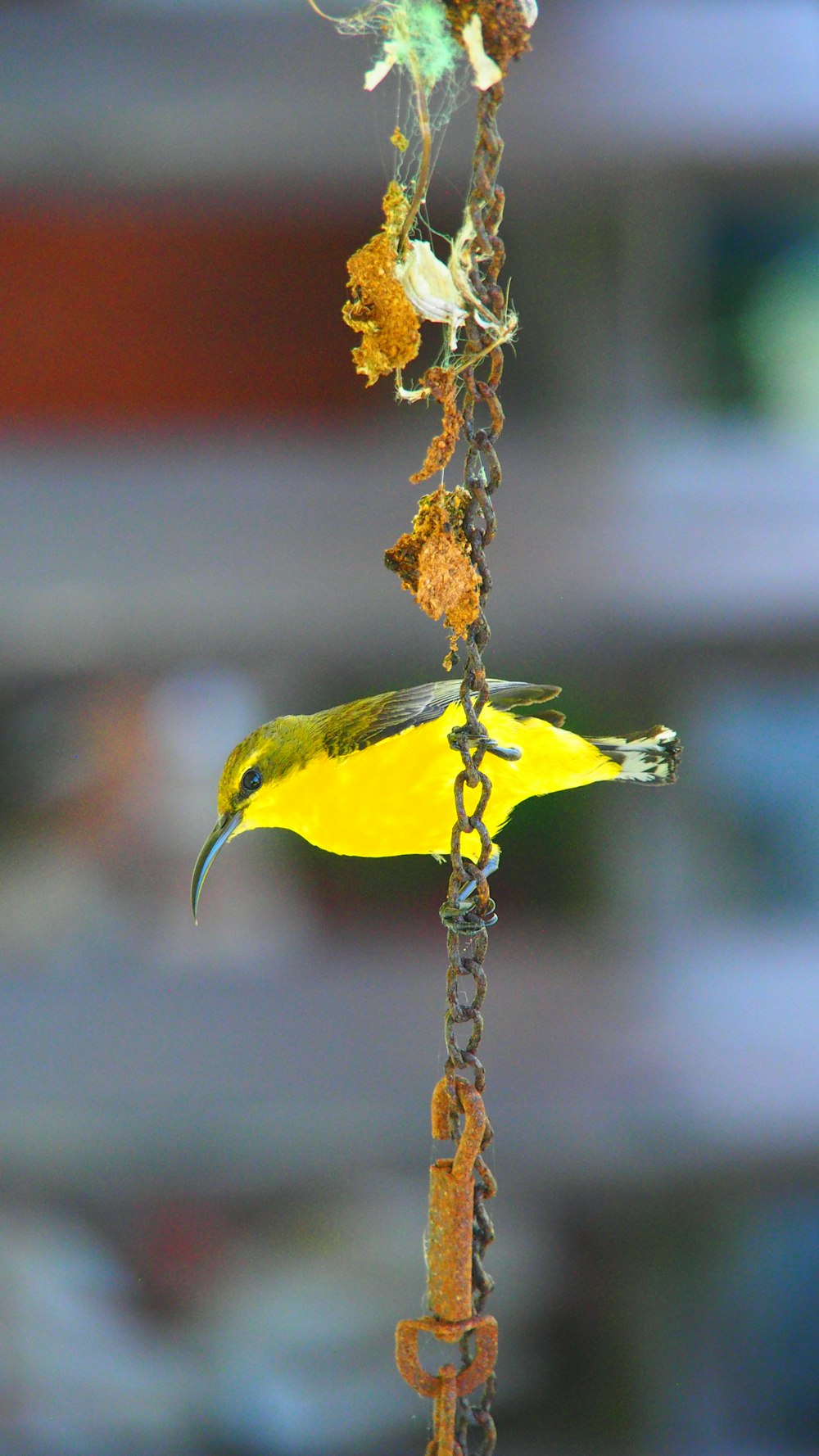 a yellow bird is perched on a chain