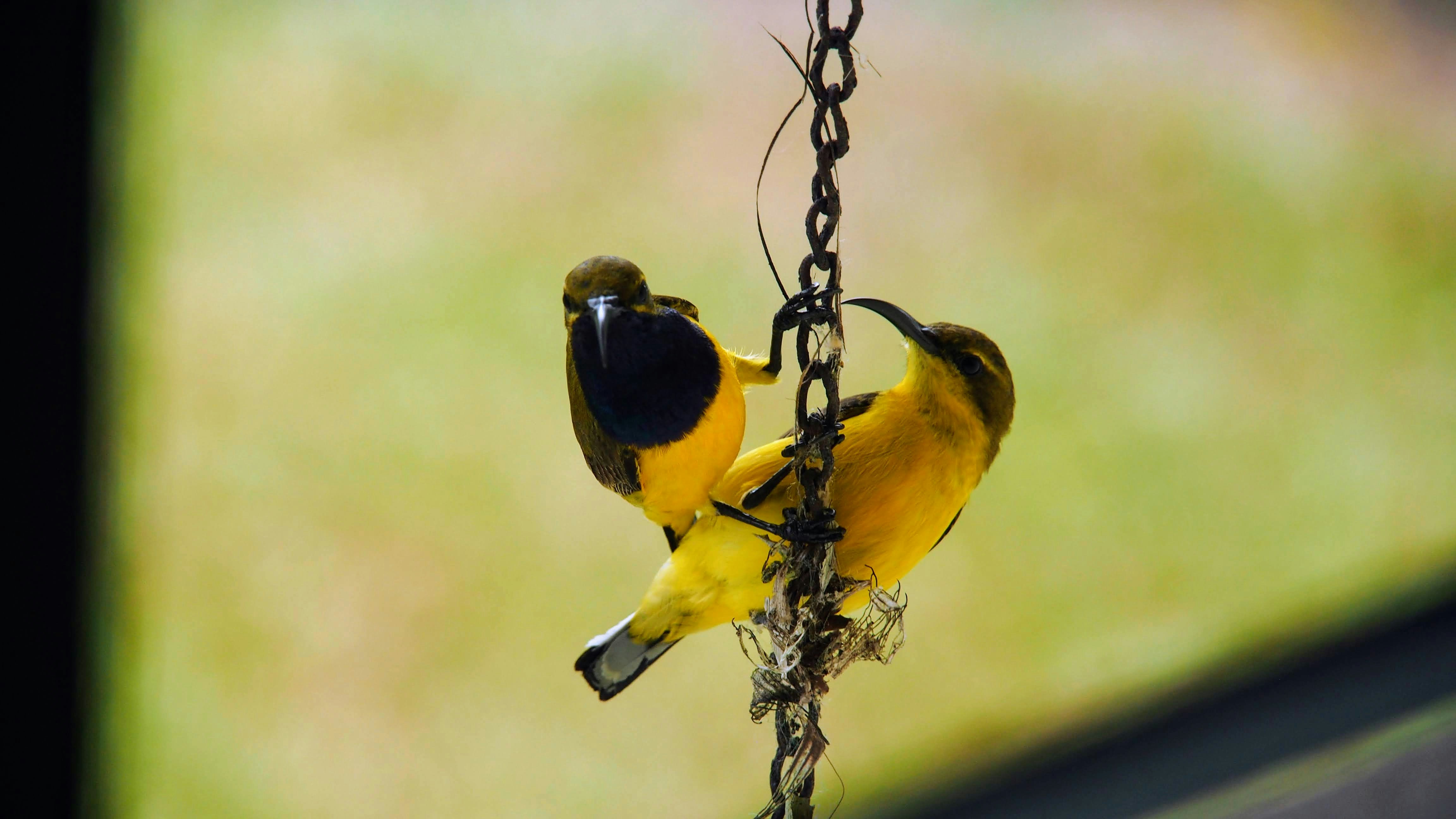 a couple of yellow birds hanging from a chain