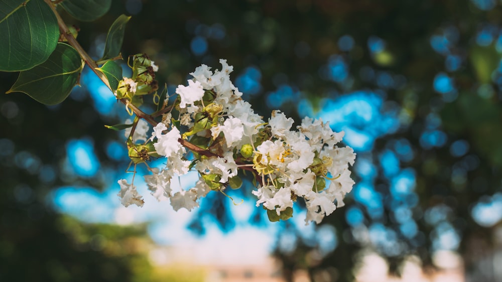 a branch of a tree with white flowers