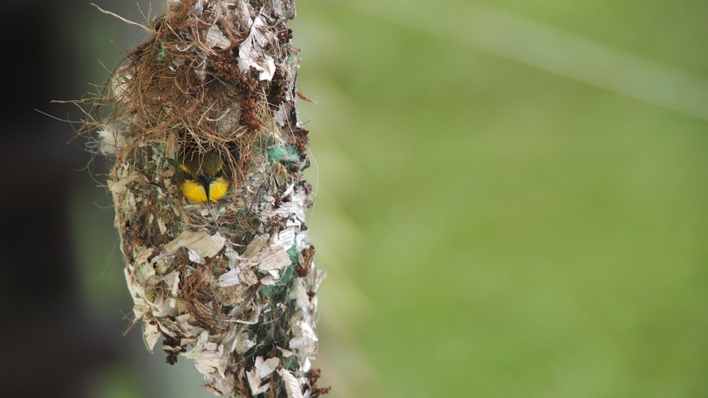 a close up of a bird's nest on a tree