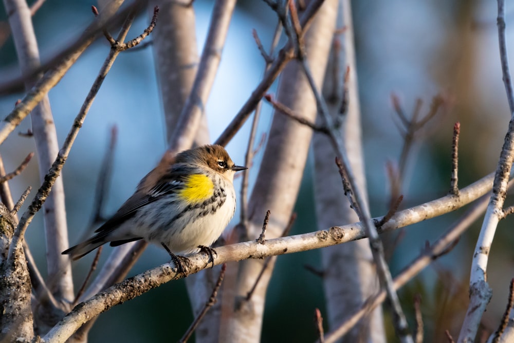 a small bird perched on top of a tree branch