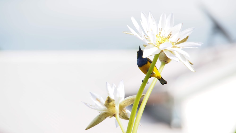 a small bird sitting on top of a white flower