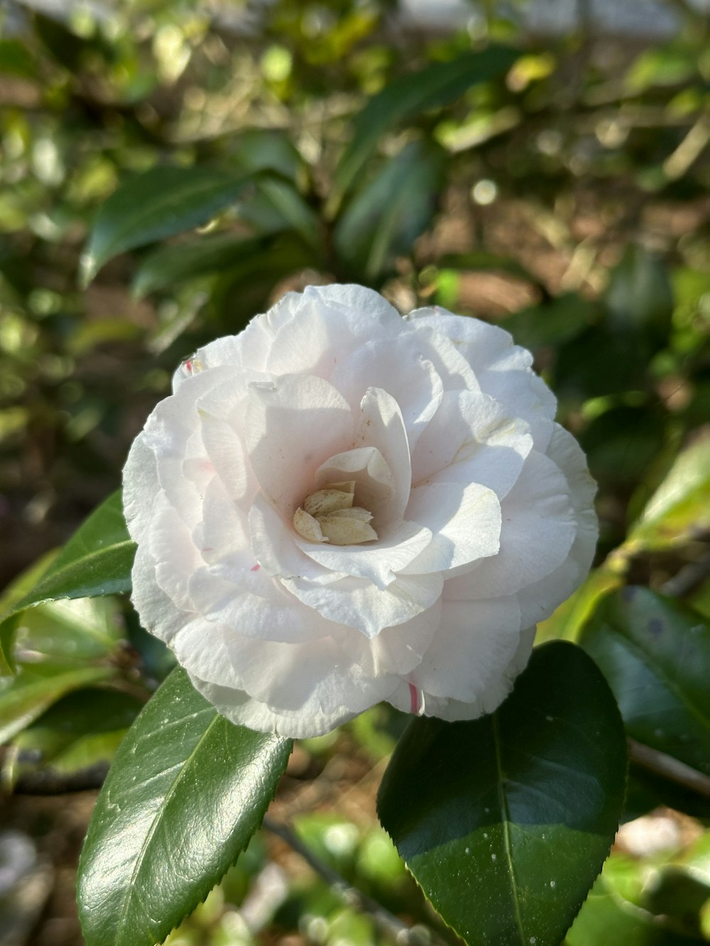 a white flower with green leaves in the background