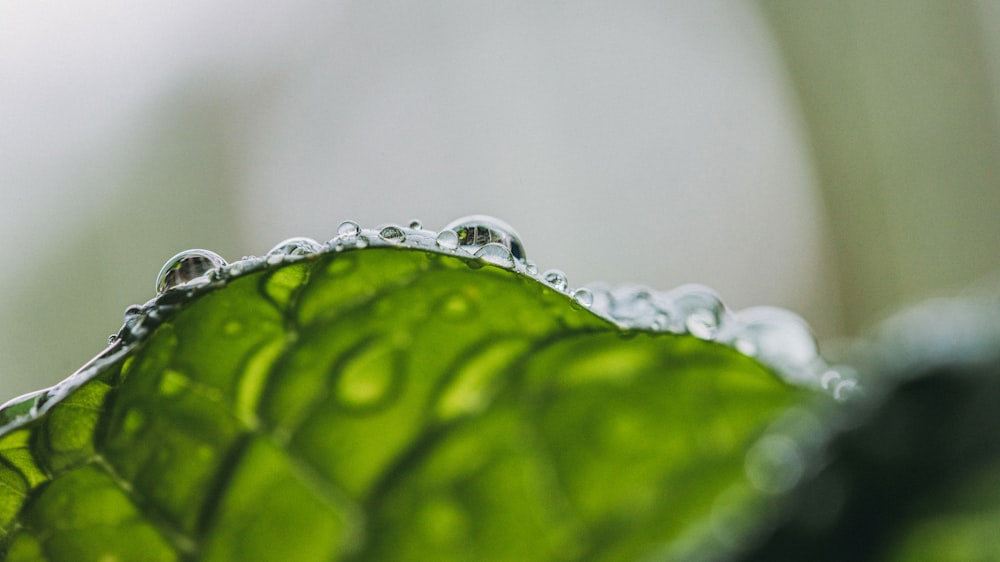 a green leaf with water droplets on it