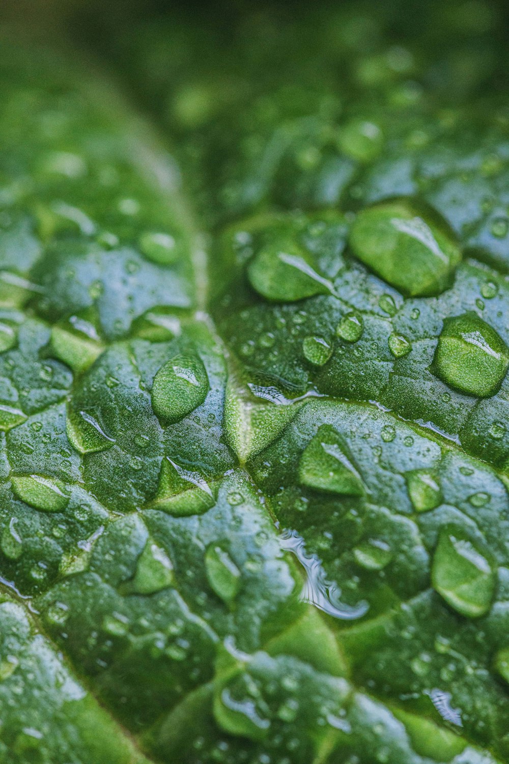 a green leaf with water drops on it