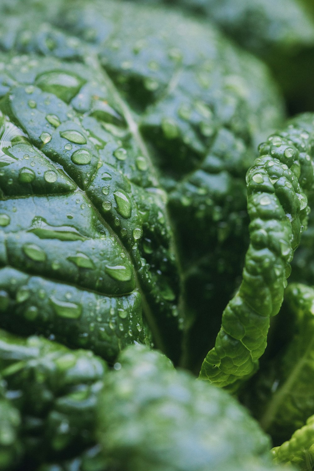 緑の葉野菜の束のクローズアップ