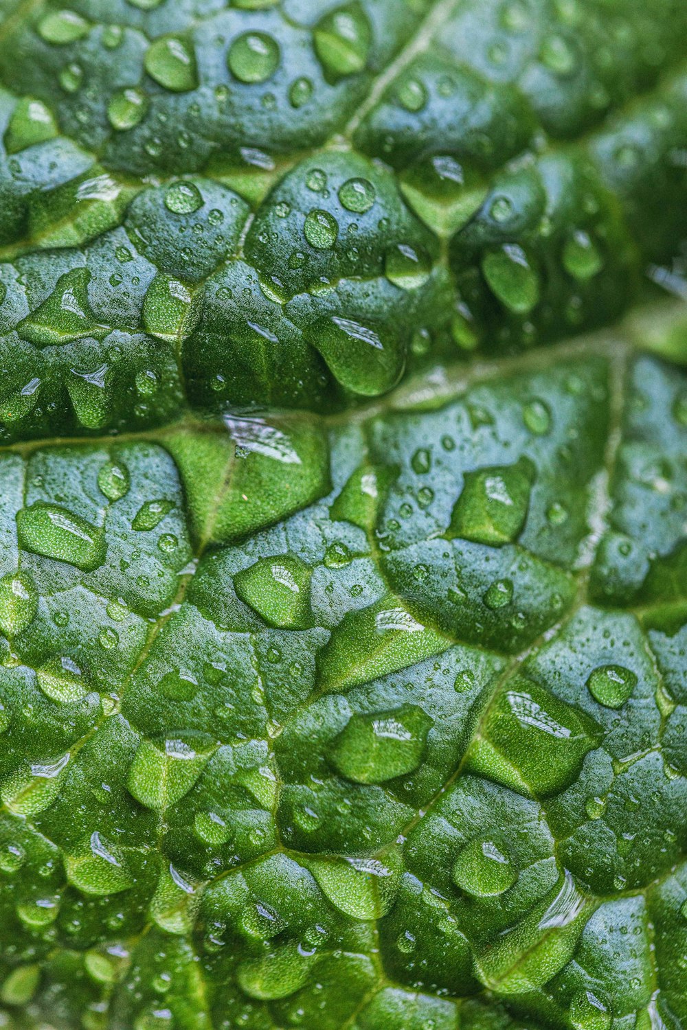 a close up of a green leaf with drops of water on it