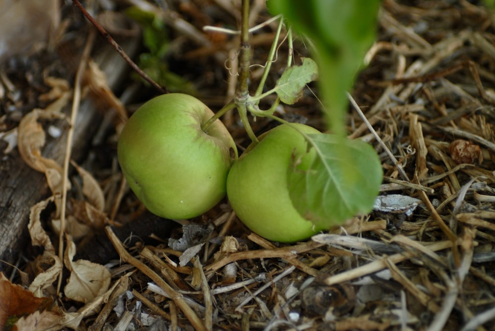 흙 더미 위에 앉아있는 녹색 사과 두 개