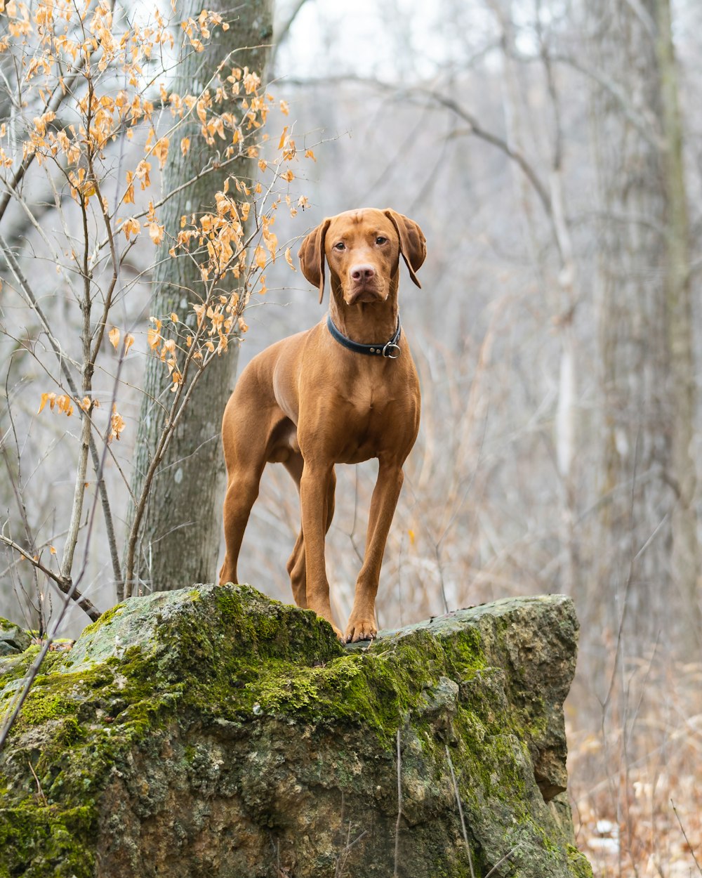 a brown dog standing on top of a moss covered rock