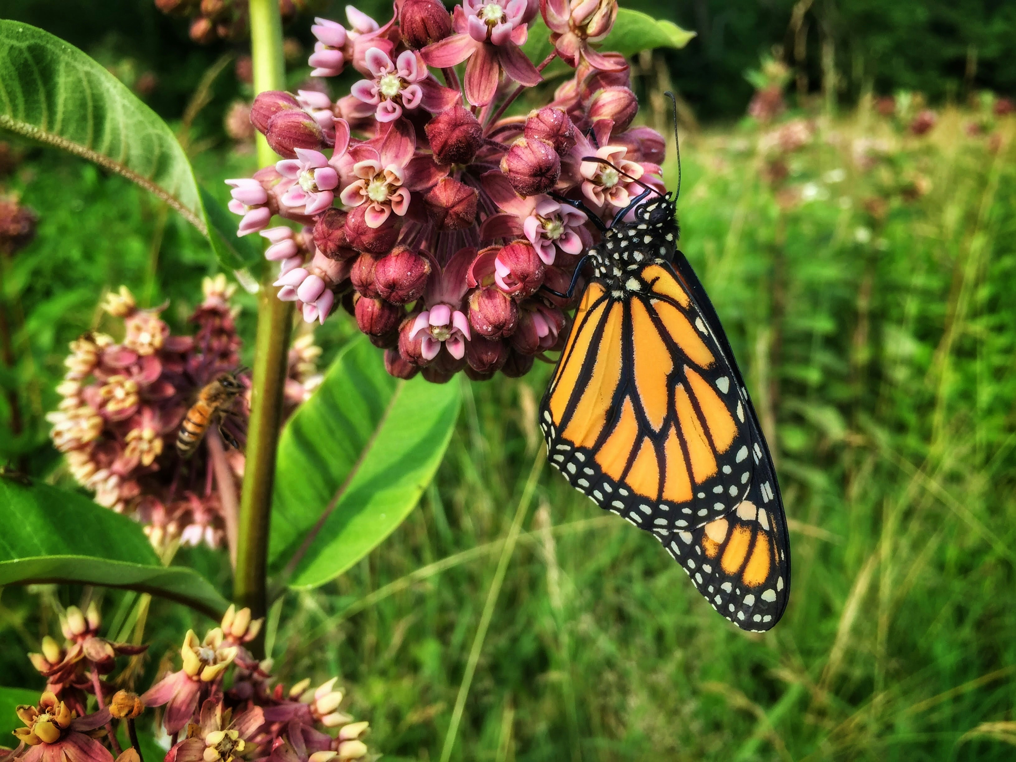 Monarch butterfly resting on pink flowers in a lush green field, symbolizing nature's beauty and the importance of local ecosystems.