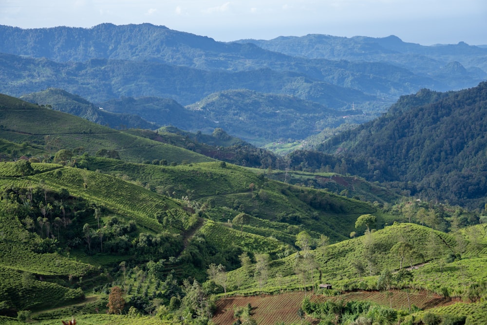 a lush green valley with mountains in the background