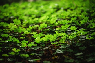 A lush carpet of vibrant green clover plants fills the frame, illuminated softly by natural light. The leaves appear fresh and healthy, creating a rich tapestry of greenery that evokes a sense of life and growth.