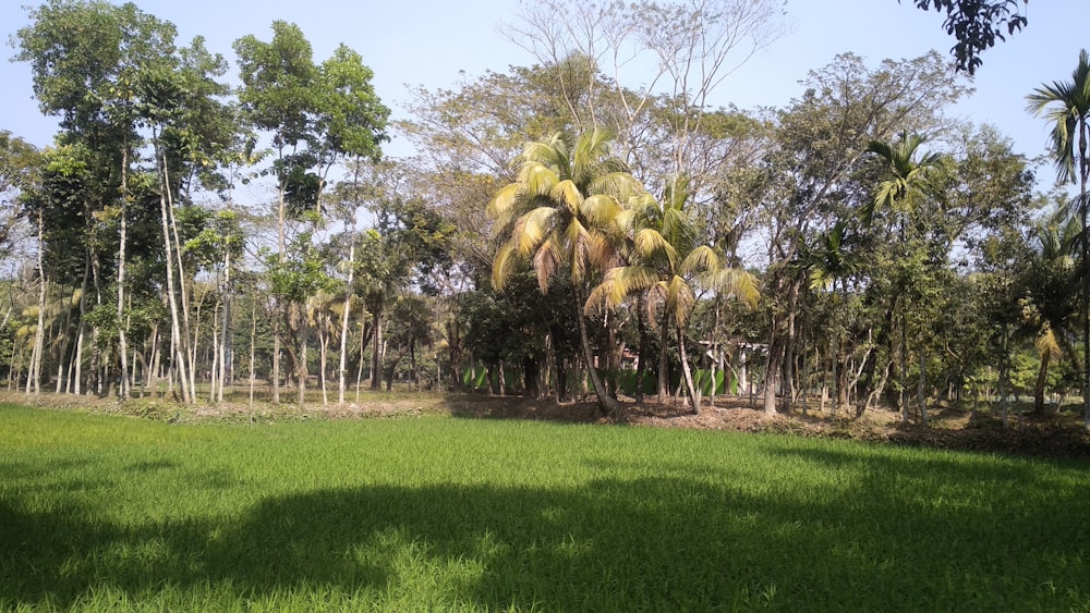 a lush green field with trees in the background