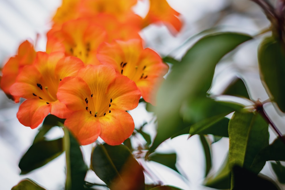 a close up of some orange flowers with green leaves