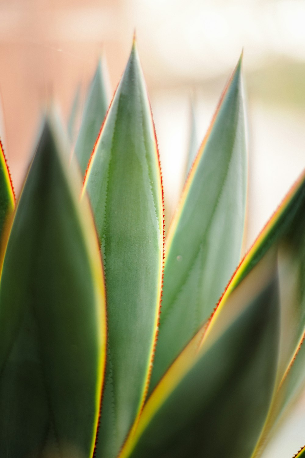 a close up of a plant with green leaves