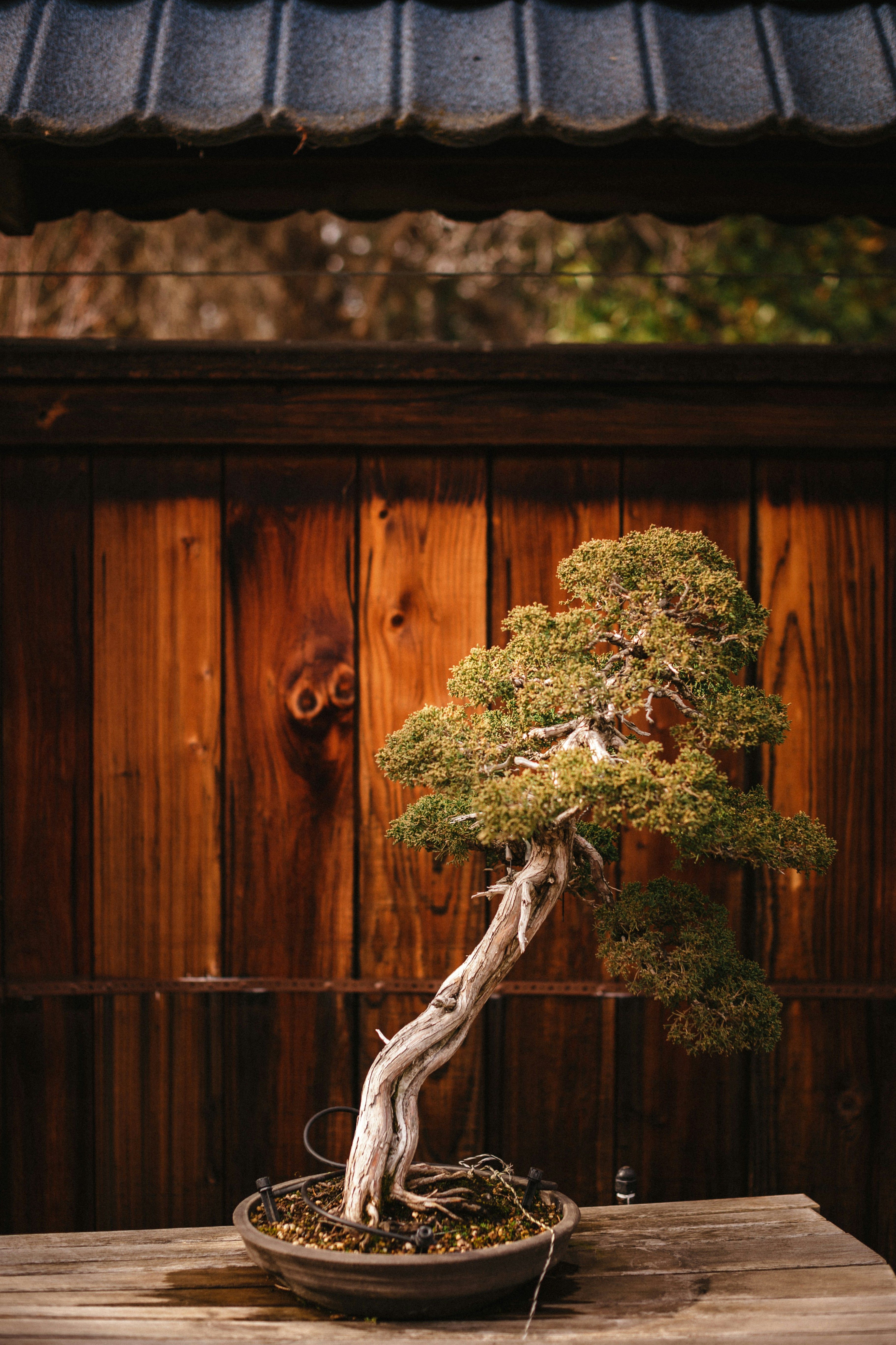 Ein Bonsai sitzt auf einem Holztisch Foto  Kostenloses Bild zum Thema  Pflanze auf Unsplash